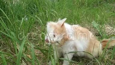 红白猫在户外吃青草。 可爱搞笑的红白猫，特写..